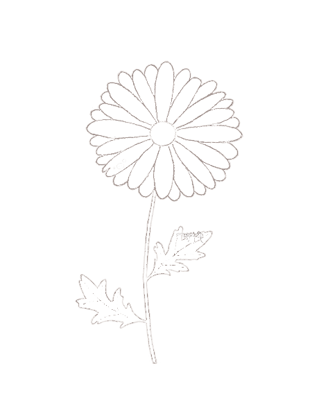 daisy line drawing